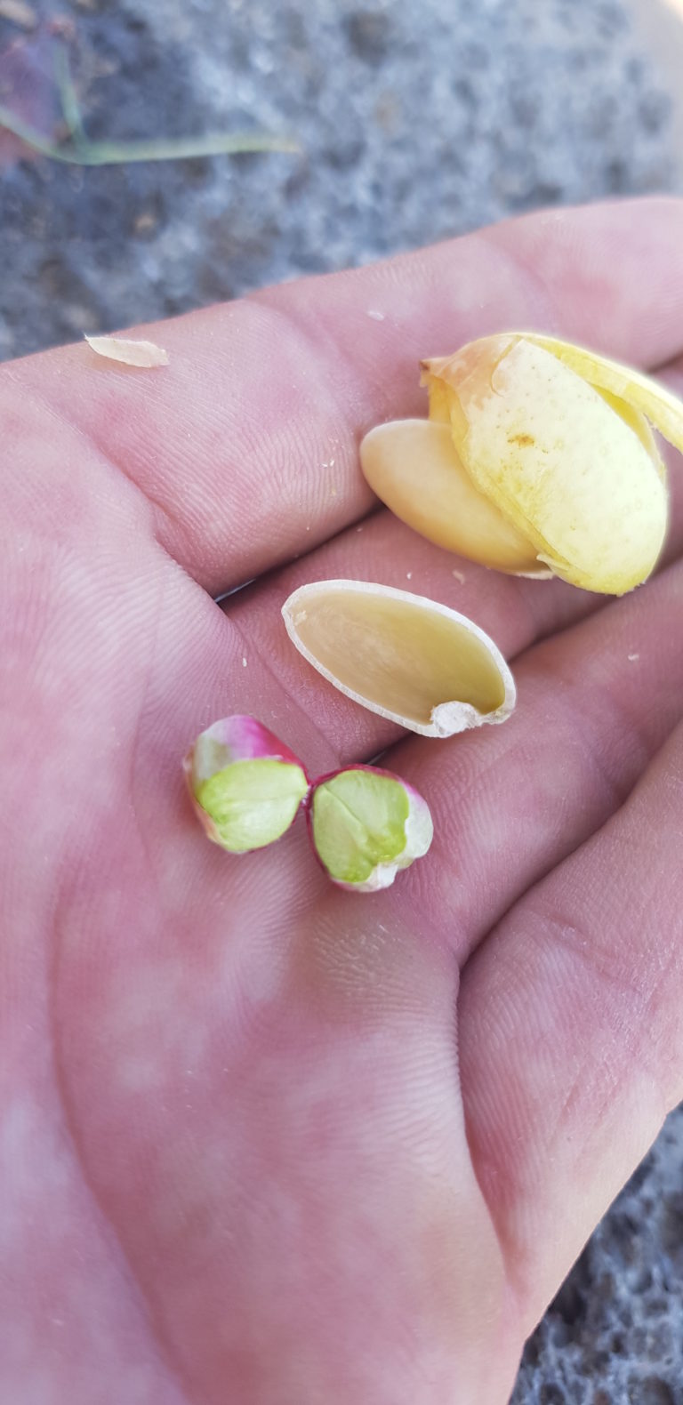 pistacchio-fresco-delizia