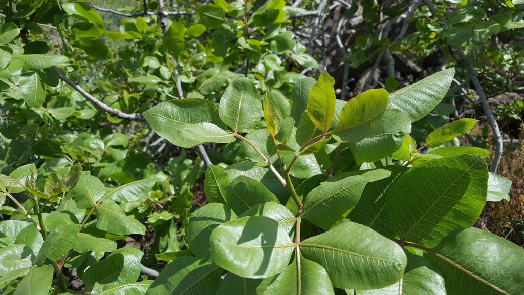 pianta-pistacchio-min.jpg
