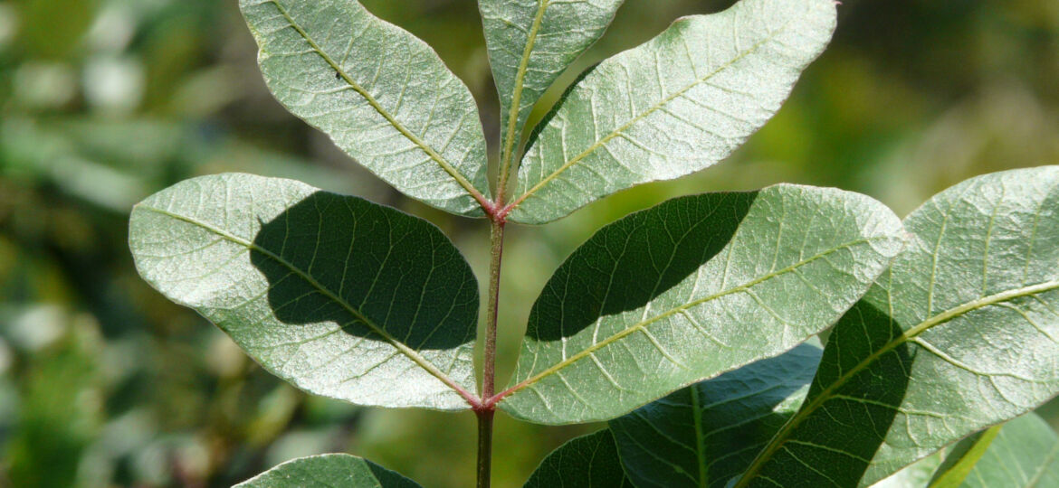 pistacia-terebinthus